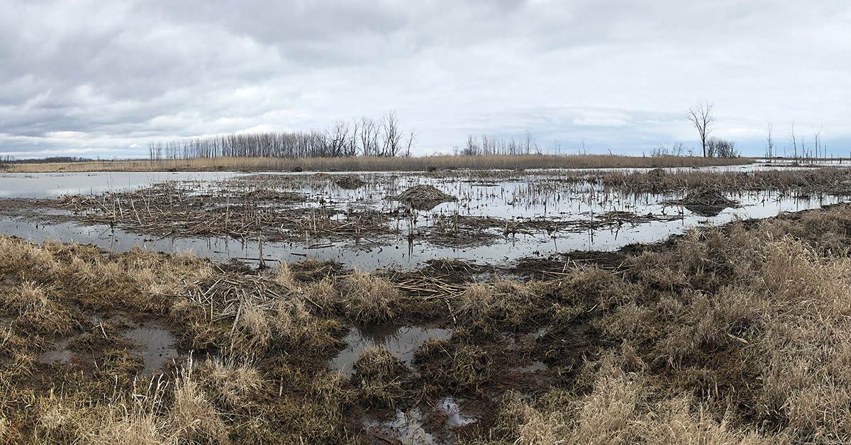 Kali Rush wetlands